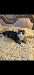 Reunited Male Cat last seen Near Mission St., Hesperia, CA, Hesperia, CA 92345
