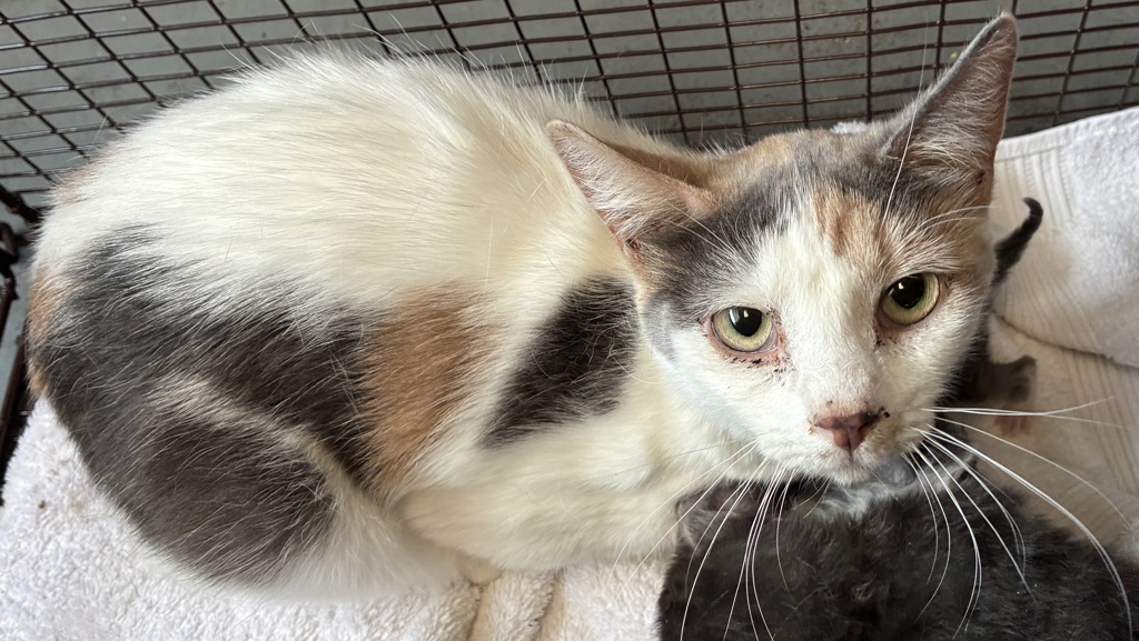 Shelter Stray Female Cat last seen Near S 9050 W, Magna Township, UT, 84044, 511 W 3900 S, Salt Lake City, UT 84123, USA