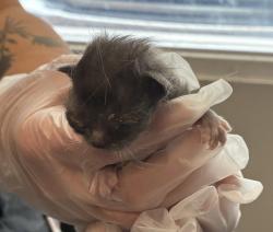 Shelter Stray Female Cat last seen Near S 9050 W, Magna Township, UT, 84044, Taylorsville, UT 84123