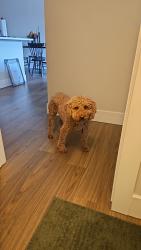 Reunited Female Dog last seen West Lafayette Intermediate School, West Lafayette, IN 47906