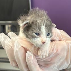 Shelter Stray Female Cat last seen Near S 9050 W, Magna Township, UT, 84044, Taylorsville, UT 84123