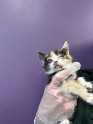 Shelter Stray Female Cat last seen Near S 9050 W, Magna Township, UT, 84044, Taylorsville, UT 84123