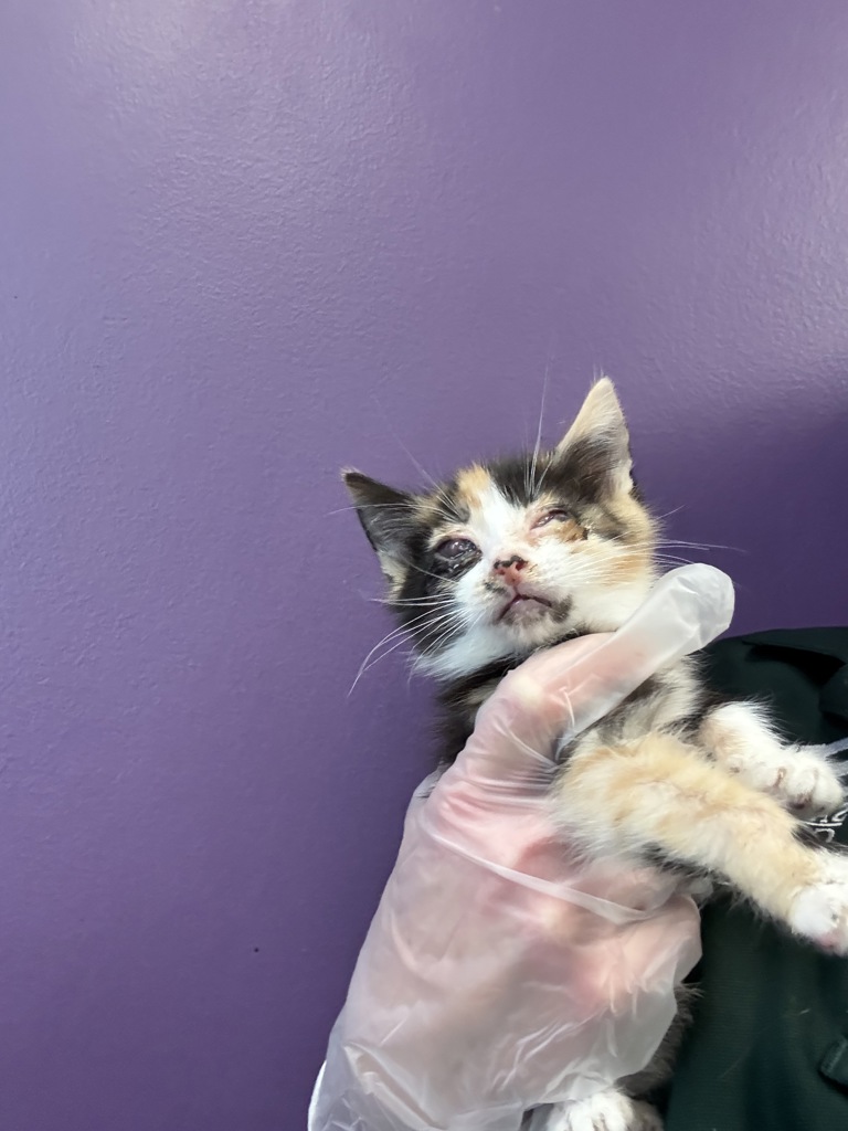 Shelter Stray Female Cat last seen Near S 9050 W, Magna Township, UT, 84044, 511 W 3900 S, Salt Lake City, UT 84123, USA