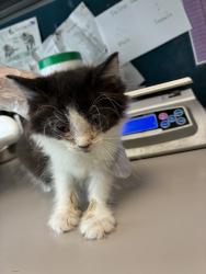 Shelter Stray Female Cat last seen Near S 9050 W, Magna Township, UT, 84044, Taylorsville, UT 84123
