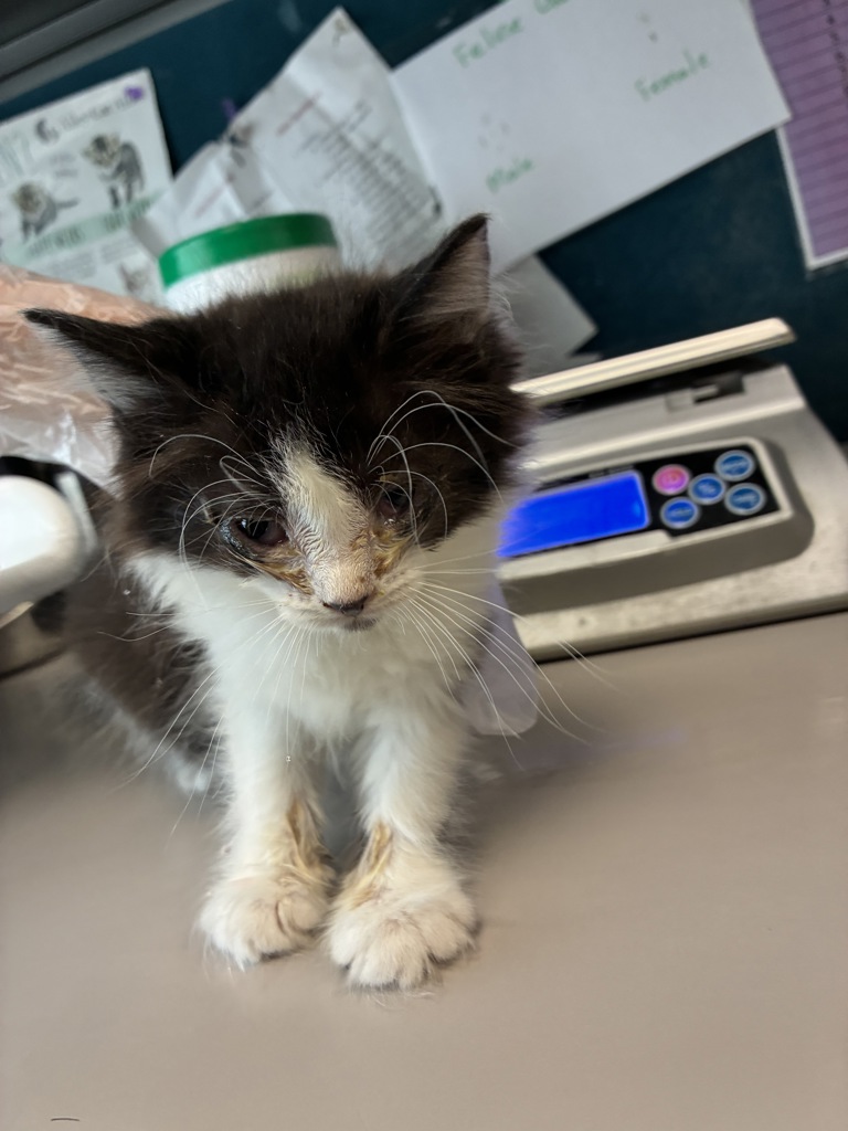 Shelter Stray Female Cat last seen Near S 9050 W, Magna Township, UT, 84044, 511 W 3900 S, Salt Lake City, UT 84123, USA