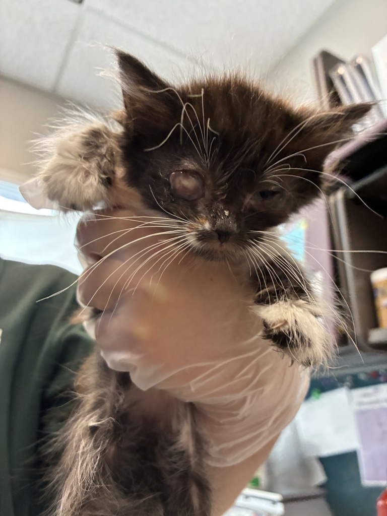 Shelter Stray Female Cat last seen Near S 9050 W, Magna Township, UT, 84044, 511 W 3900 S, Salt Lake City, UT 84123, USA