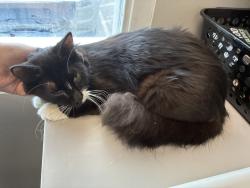 Shelter Stray Female Cat last seen Near S 9050 W, Magna Township, UT, 84044, Taylorsville, UT 84123