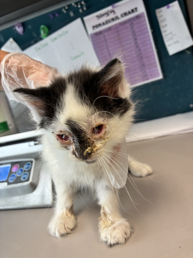 Shelter Stray Male Cat last seen Near S 9050 W, Magna Township, UT, 84044, 511 W 3900 S, Salt Lake City, UT 84123, USA