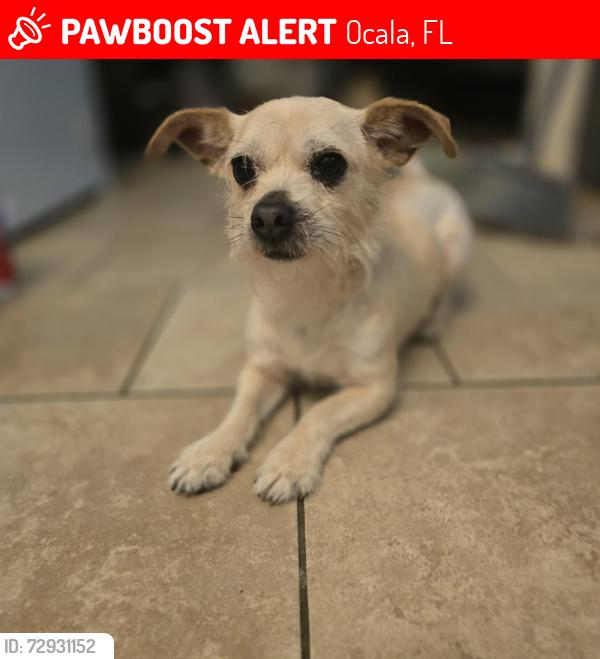 Lost Male Dog last seen Lake court and lake road, Ocala, FL 34472