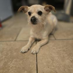 Lost Male Dog last seen Lake court and lake road, Ocala, FL 34472
