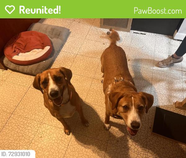 Reunited Female Dog last seen Near Tabor Ct, Norfolk, VA 23518, USA, Norfolk, VA 23518