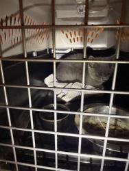 Found/Stray Unknown Cat last seen Lenoir road and Williams Street, Morganton, NC 28655