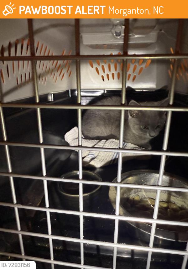 Found/Stray Unknown Cat last seen Lenoir road and Williams Street, Morganton, NC 28655