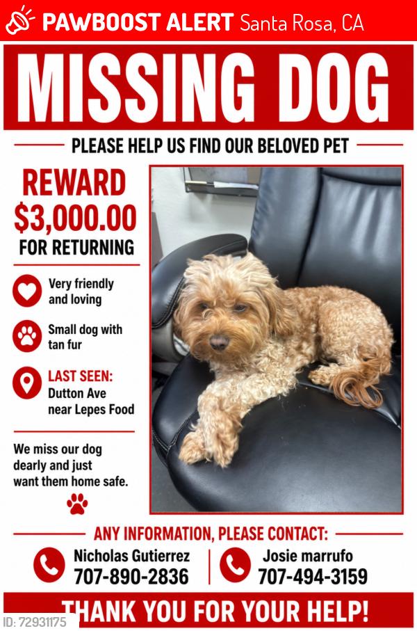 Lost Female Dog last seen Lepes Food on Dutton Ave, Santa Rosa, CA 95407