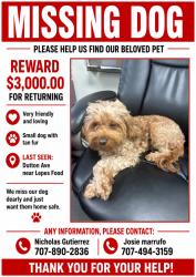 Lost Female Dog last seen Lepes Food on Dutton Ave, Santa Rosa, CA 95407