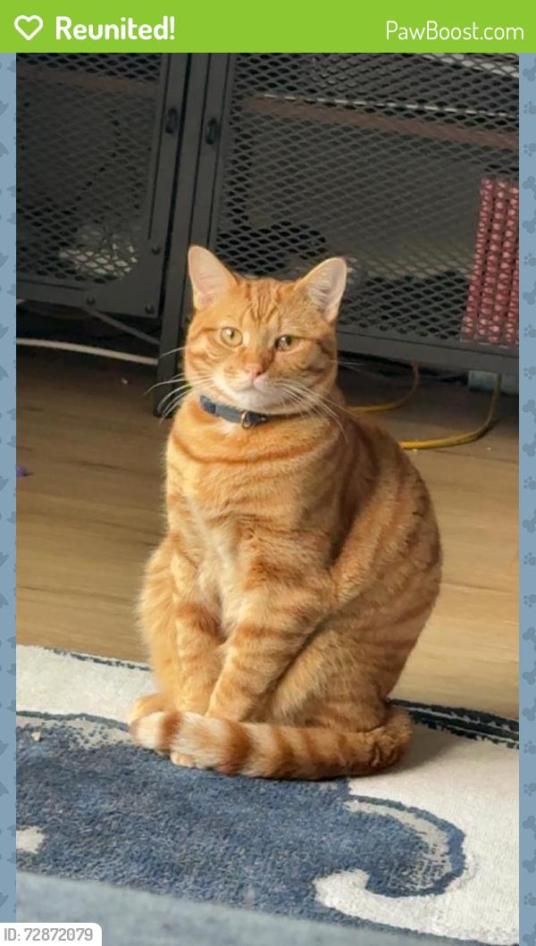 Reunited Male Cat last seen kings cove drive and switzer , Merriam, KS 66203
