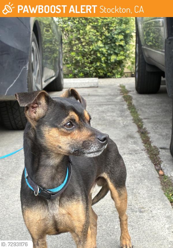 Found/Stray Male Dog last seen Lan Ark & Hammer , Stockton, CA 95210