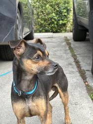 Found/Stray Male Dog last seen Lan Ark & Hammer , Stockton, CA 95210