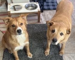 Reunited Female Dog last seen Altura Park, Albuquerque, NM 87110