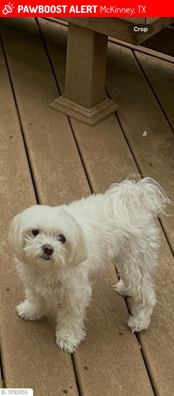 Lost Male Dog last seen Virginia Parkway and S Custer Road, McKinney, TX 75072