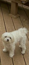Lost Male Dog last seen Virginia Parkway and S Custer Road, McKinney, TX 75072
