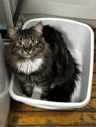 Reunited Male Cat last seen Sagamore Ave Chelsea MA, Chelsea, MA 02150