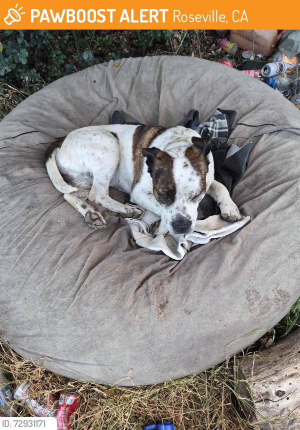 Found/Stray Male Dog last seen Near pfe rd, Roseville, CA 95747