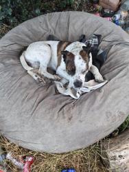 Found/Stray Male Dog last seen Near pfe rd, Roseville, CA 95747
