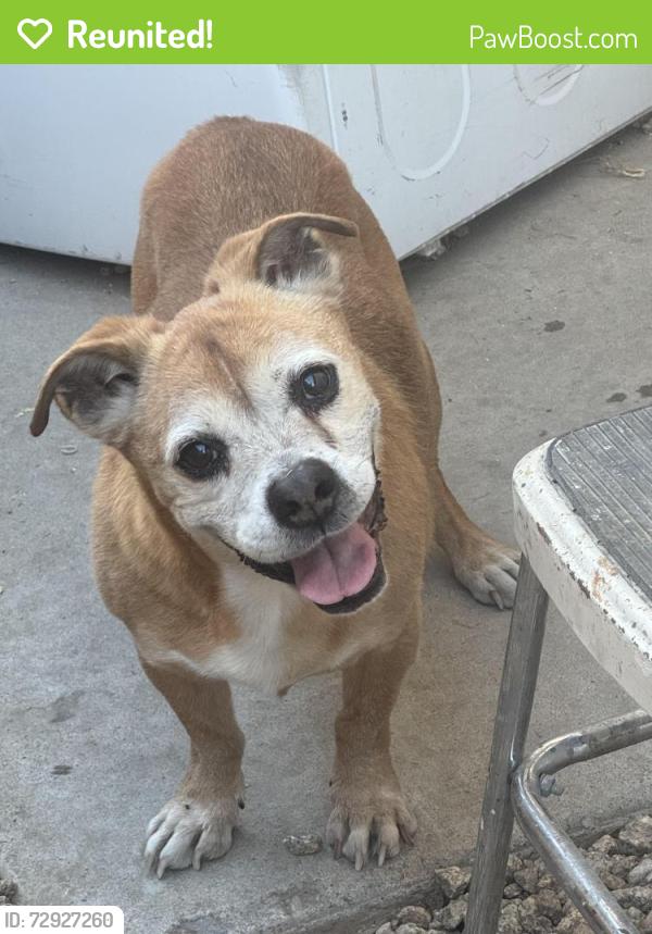 Reunited Male Dog last seen Near W Caribbean Ln, Glendale, AZ 85306, USA, Glendale, AZ 85306