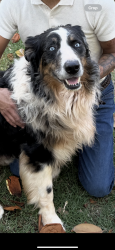 Found/Stray Male Dog last seen Danforth and santa fe, Edmond, OK 73003