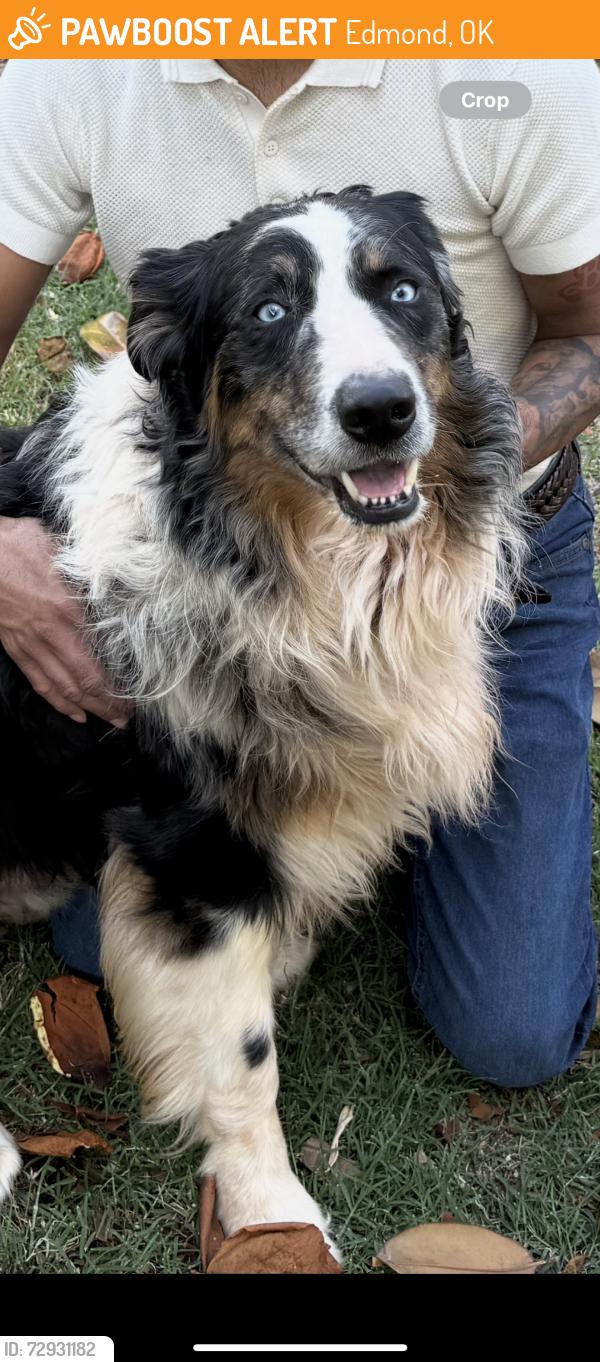 Found/Stray Male Dog last seen Danforth and santa fe, Edmond, OK 73003