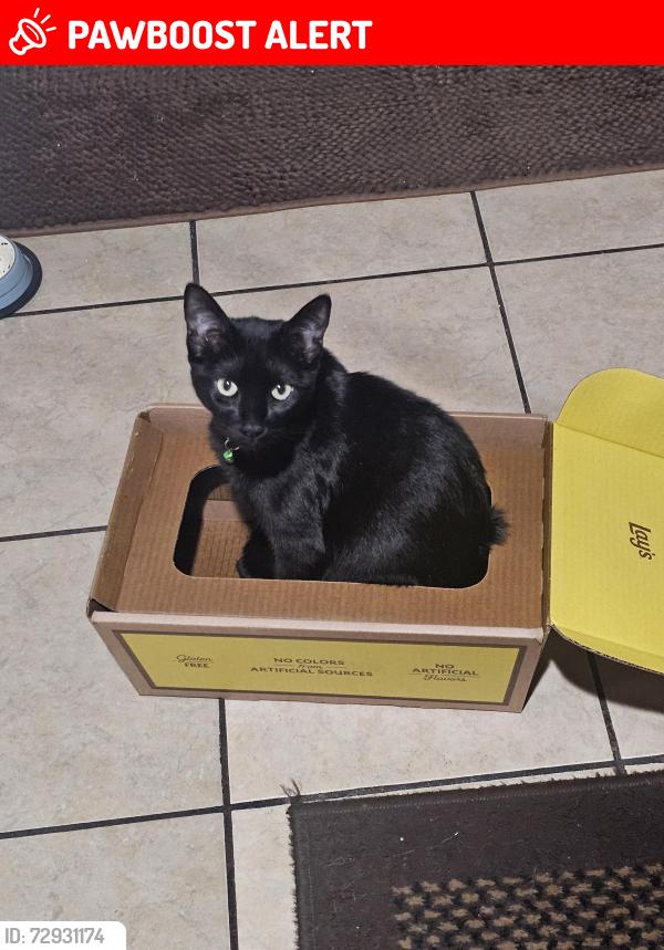 Lost Male Cat last seen Claretta ave , Hawaiian Gardens, CA 90716