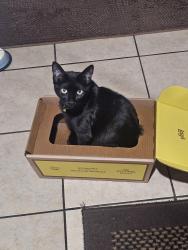 Lost Male Cat last seen Claretta ave , Hawaiian Gardens, CA 90716