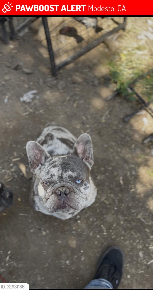 Lost Male Dog last seen Near oak st , Modesto, CA 95351