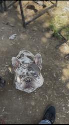 Lost Male Dog last seen Near oak st , Modesto, CA 95351