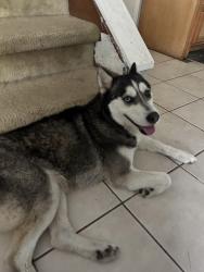 Found/Stray Female Dog last seen Beltway 8 and Bammel North Houston. , Houston, TX 77066