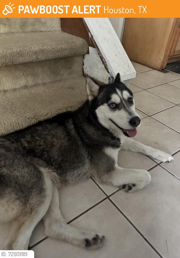 Found/Stray Female Dog last seen Beltway 8 and Bammel North Houston. , Houston, TX 77066