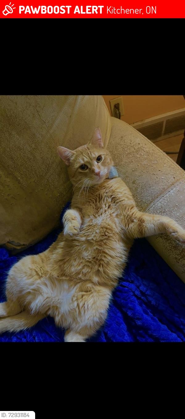 Lost Male Cat last seen Ottawa (Forest) River Roadish area , Kitchener, ON 
