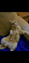 Lost Male Cat last seen Ottawa (Forest) River Roadish area , Kitchener, ON 