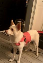Reunited Male Dog last seen E carter Dr and s mill ave, Tempe, AZ 85282