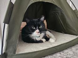 Lost Male Cat last seen Arcadia apmts, Centennial, CO 80112