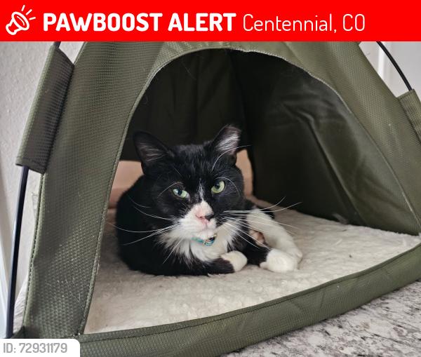 Lost Male Cat last seen Arcadia apmts, Centennial, CO 80112