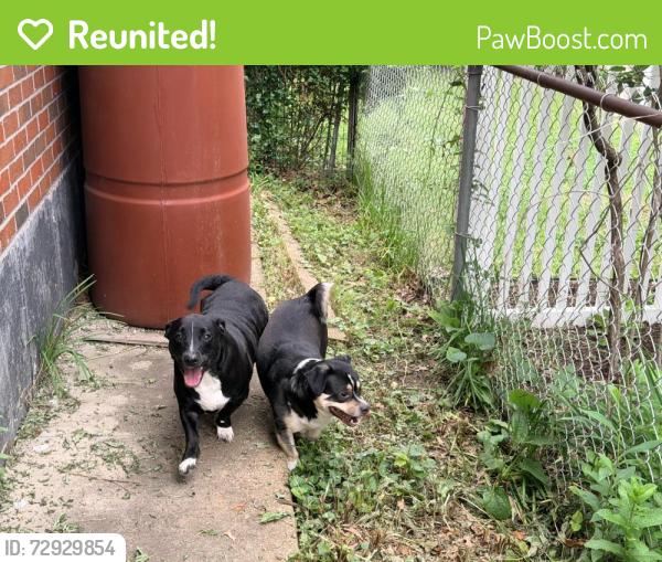 Reunited Male Dog last seen Grand and Bates, St. Louis, MO 63111