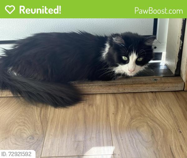 Reunited Female Cat last seen 130th and 99th st, Vancouver, WA 98682