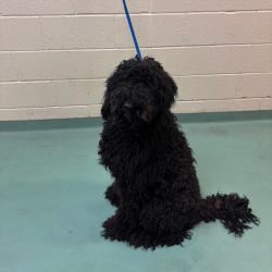 Shelter Stray Male Dog last seen , Memphis, TN 38133