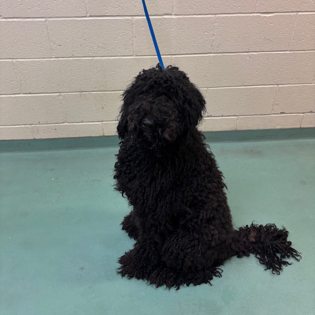Shelter Stray Male Dog last seen , Memphis, TN 38133