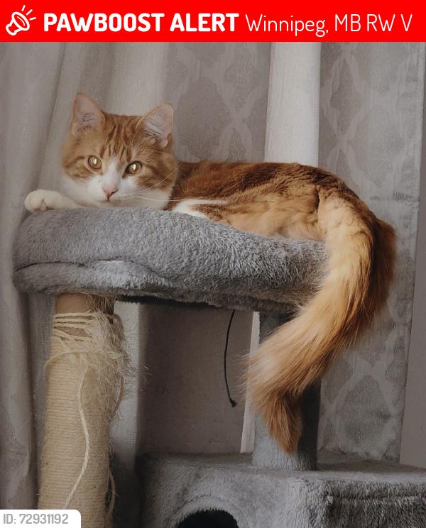 Lost Male Cat last seen Aberdeen avenue and powers , Winnipeg, MB R2W 1V9