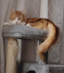 Lost Male Cat last seen Aberdeen avenue and powers , Winnipeg, MB R2W 1V9