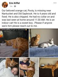 Lost Male Cat last seen Nantuckett , Toledo, OH 43623