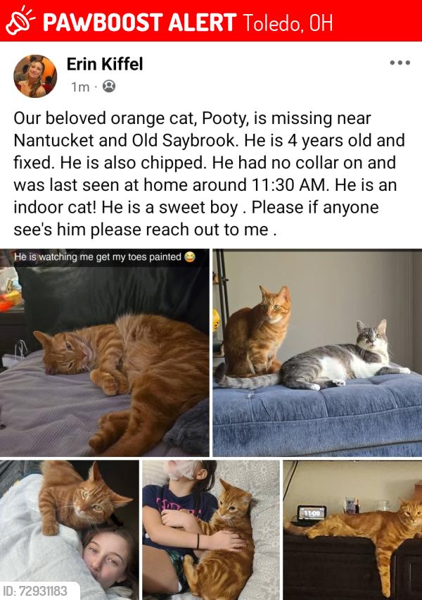 Lost Male Cat last seen Nantuckett , Toledo, OH 43623